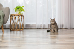 Beautiful,Grey,Tabby,Cat,In,Living,Room,At,Home,,Space